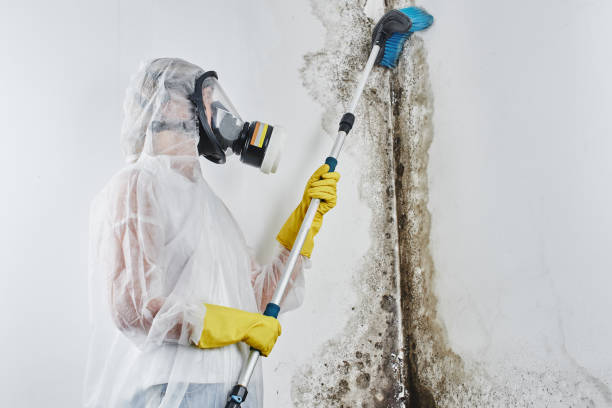 Mold Odor Removal Services in Aromas, CA